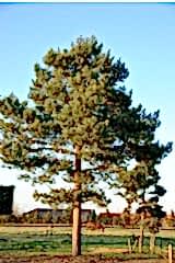 Сосна обыкновенная