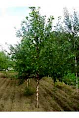 Береза повислая