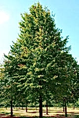 Липа одноствольная