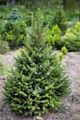 Ель обыкновенная