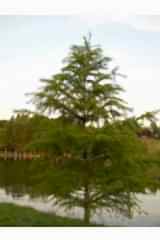 Лиственница